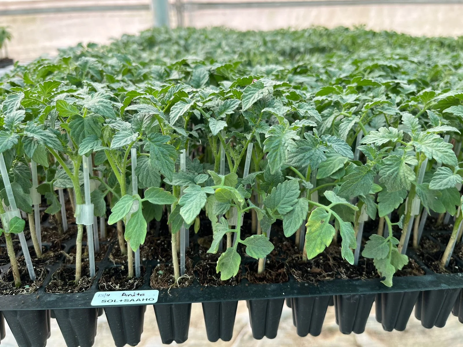 Grafted Tomato Plant
