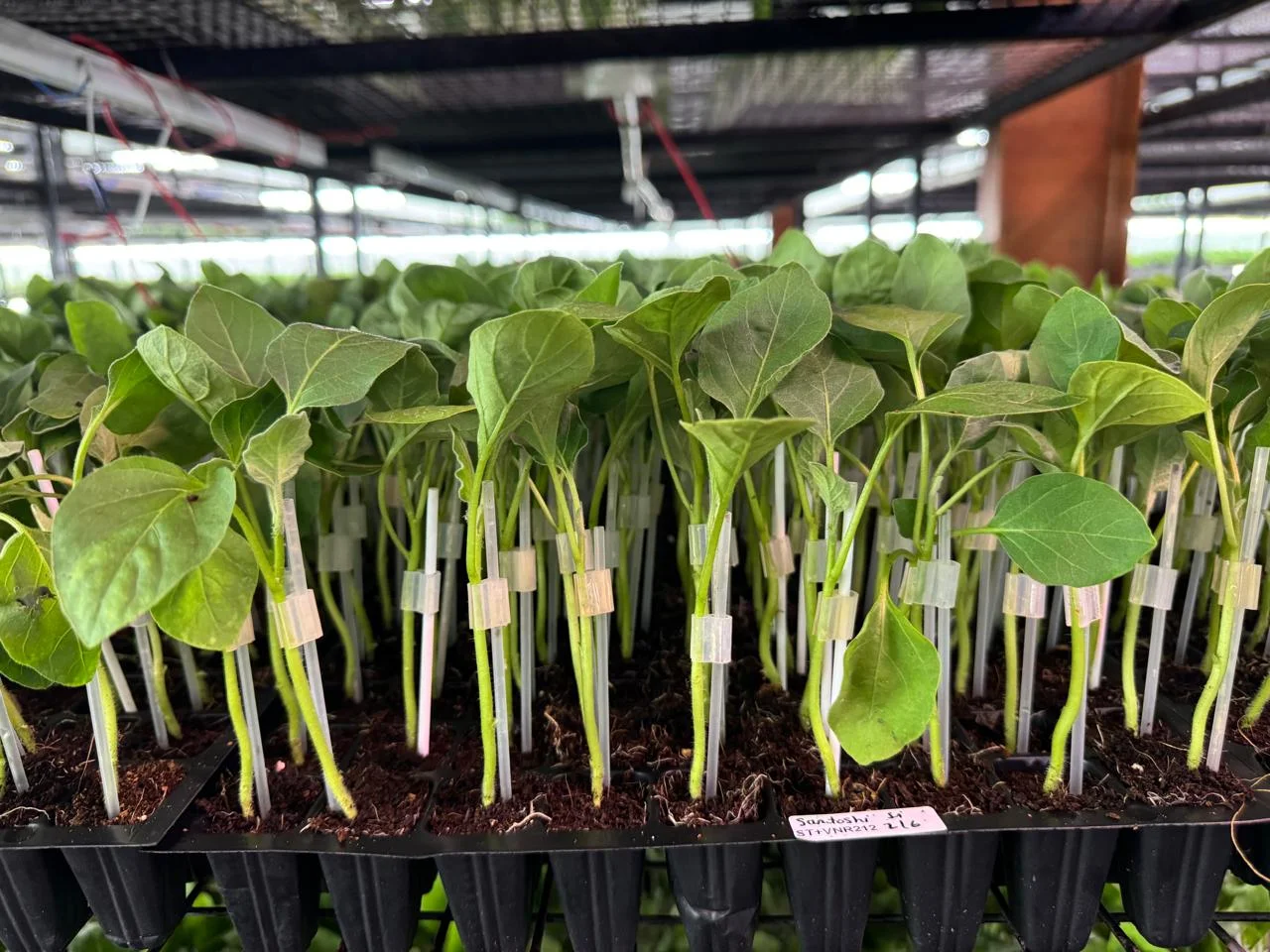Grafted brinjal plant