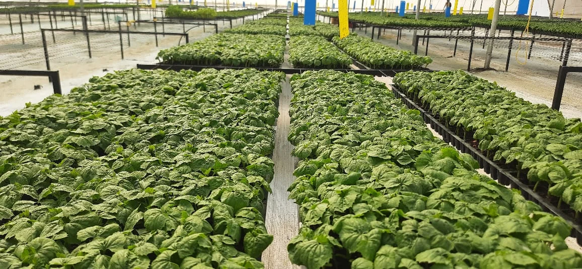 Bitter Gourd Plant