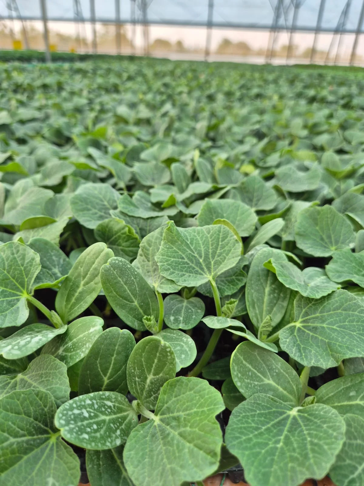 Grafted Bottle Gourd Plant