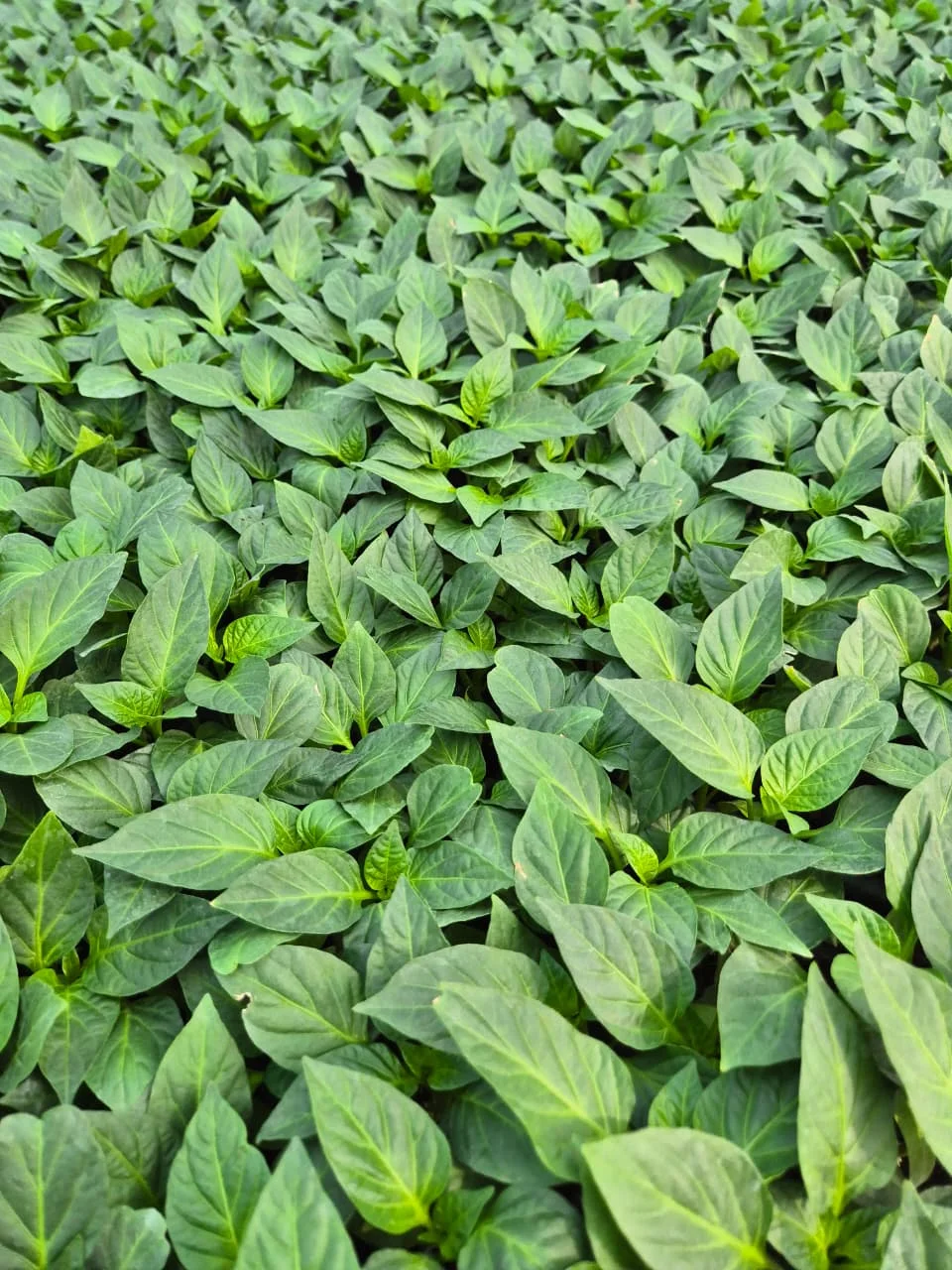 Grafted Capsicum Plant