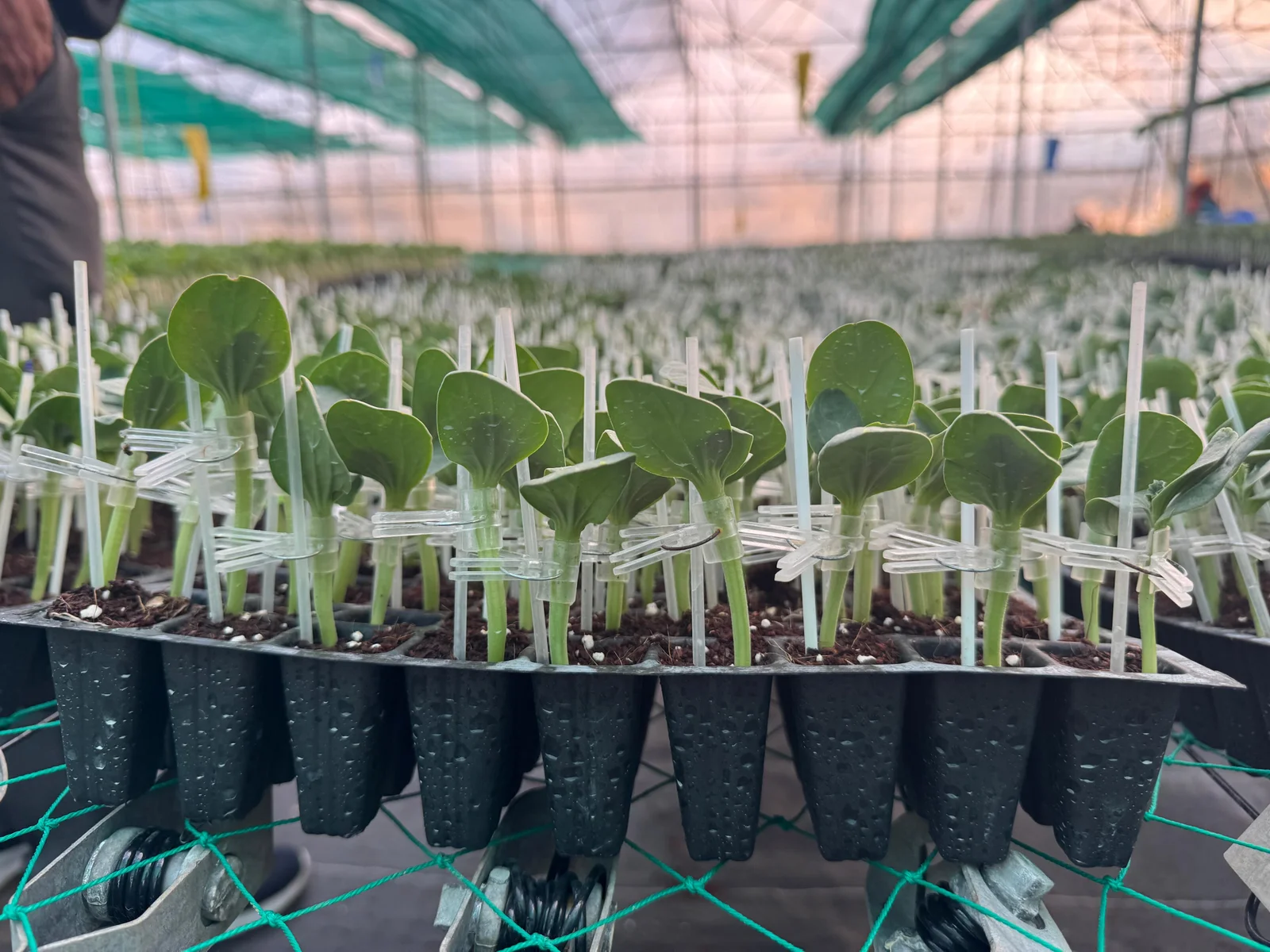 Grafted Watermelon Plant